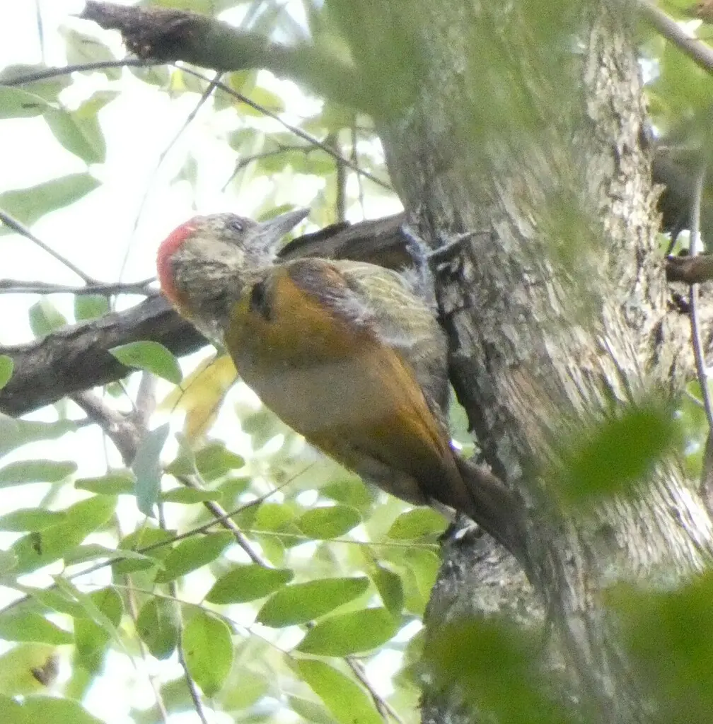 小啄木鸟(Veniliornis passerinus)