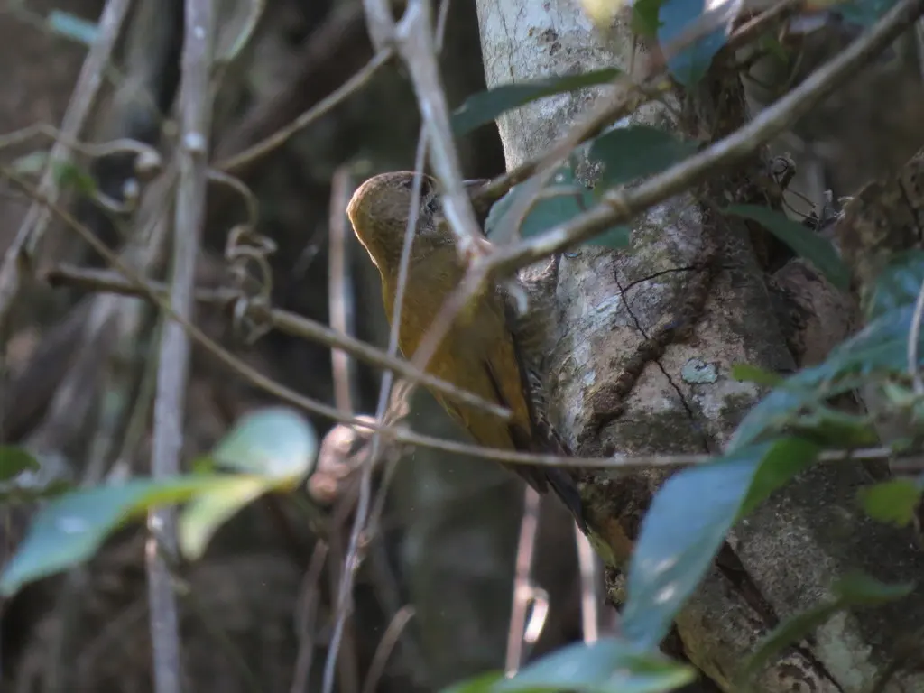 小啄木鸟(Veniliornis passerinus)