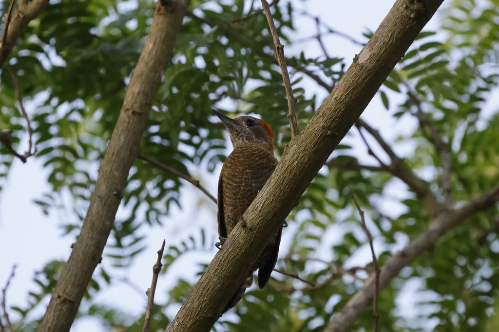 小啄木鸟(Veniliornis passerinus)