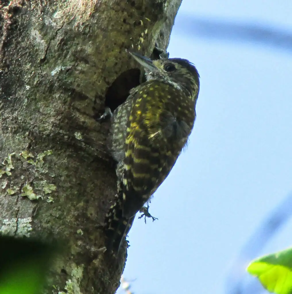 白斑啄木鸟(Veniliornis spilogaster)