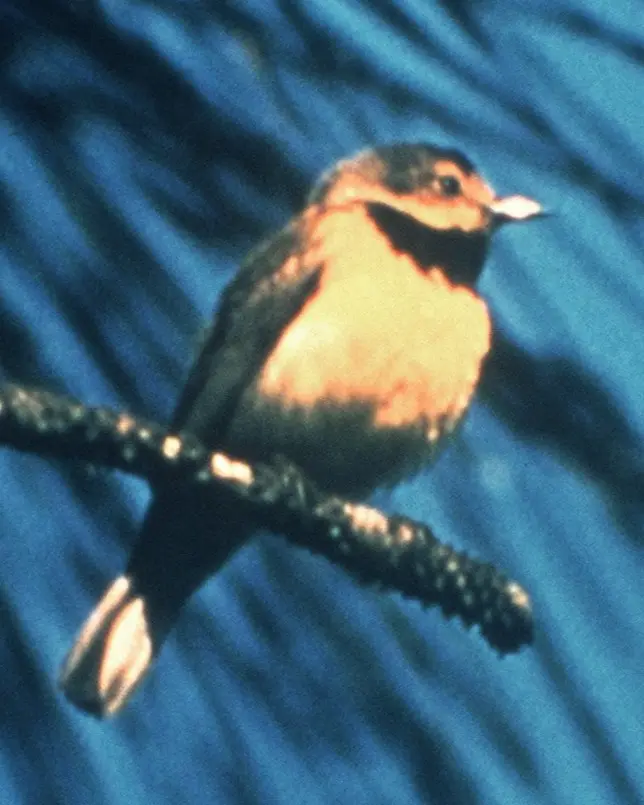 黑胸虫森莺(Vermivora bachmanii)