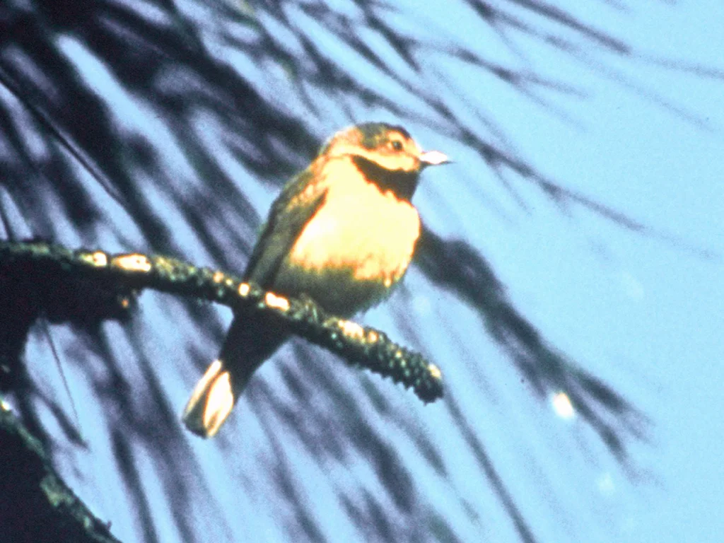 黑胸虫森莺(Vermivora bachmanii)
