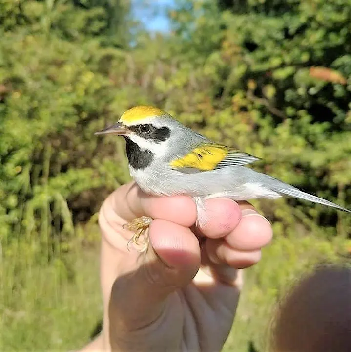 金翅虫森莺(Vermivora chrysoptera)