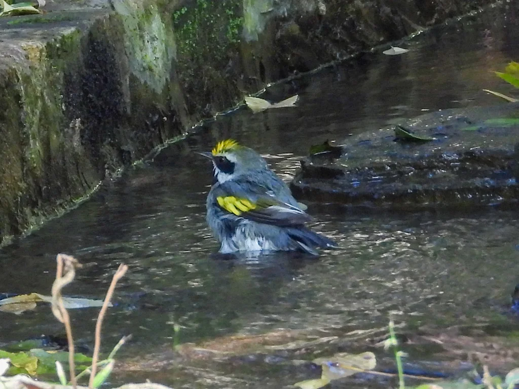 金翅虫森莺(Vermivora chrysoptera)