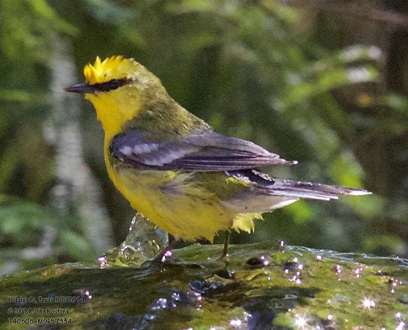 蓝翅虫森莺(Vermivora cyanoptera)