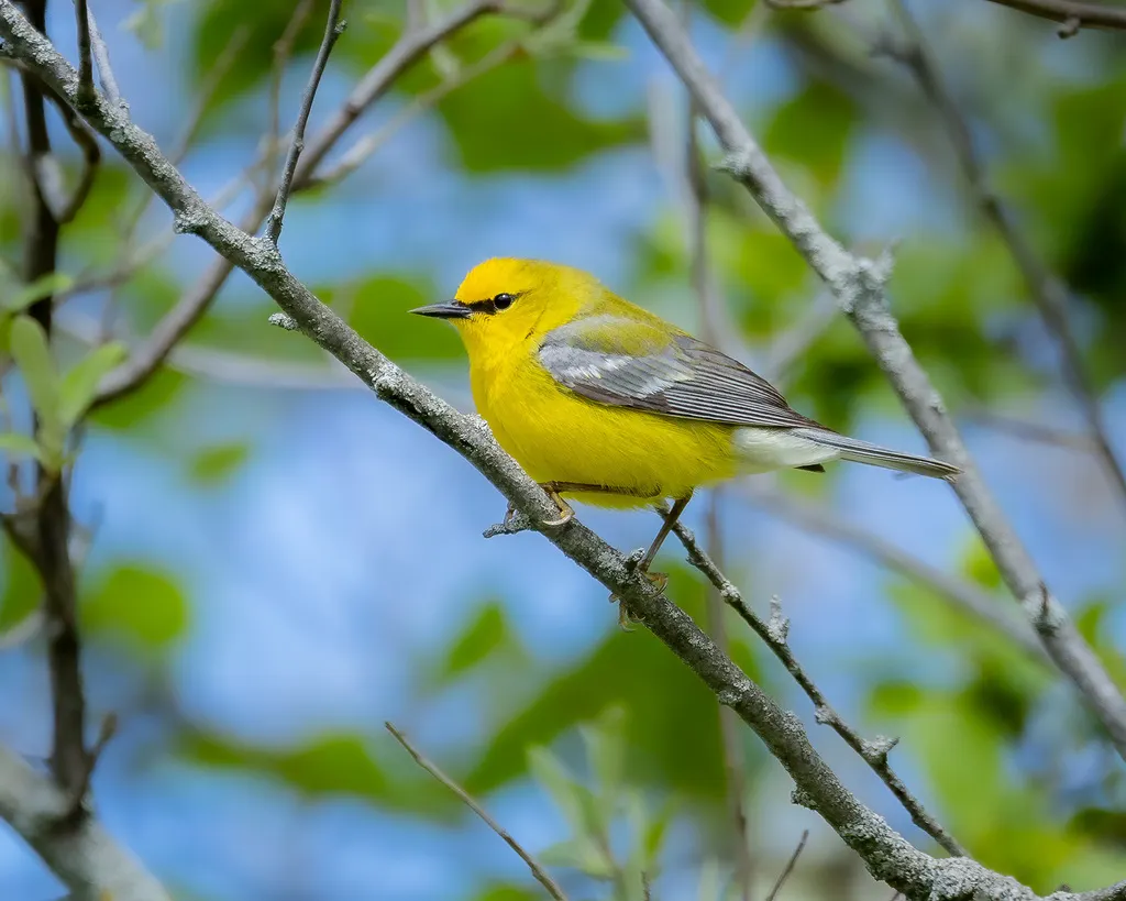 蓝翅虫森莺(Vermivora cyanoptera)