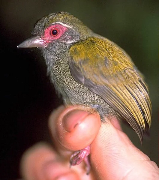 非洲姬啄木鸟（Verreauxia africana）