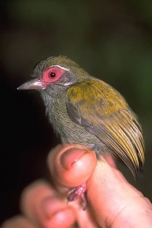 非洲姬啄木鸟（Verreauxia africana）