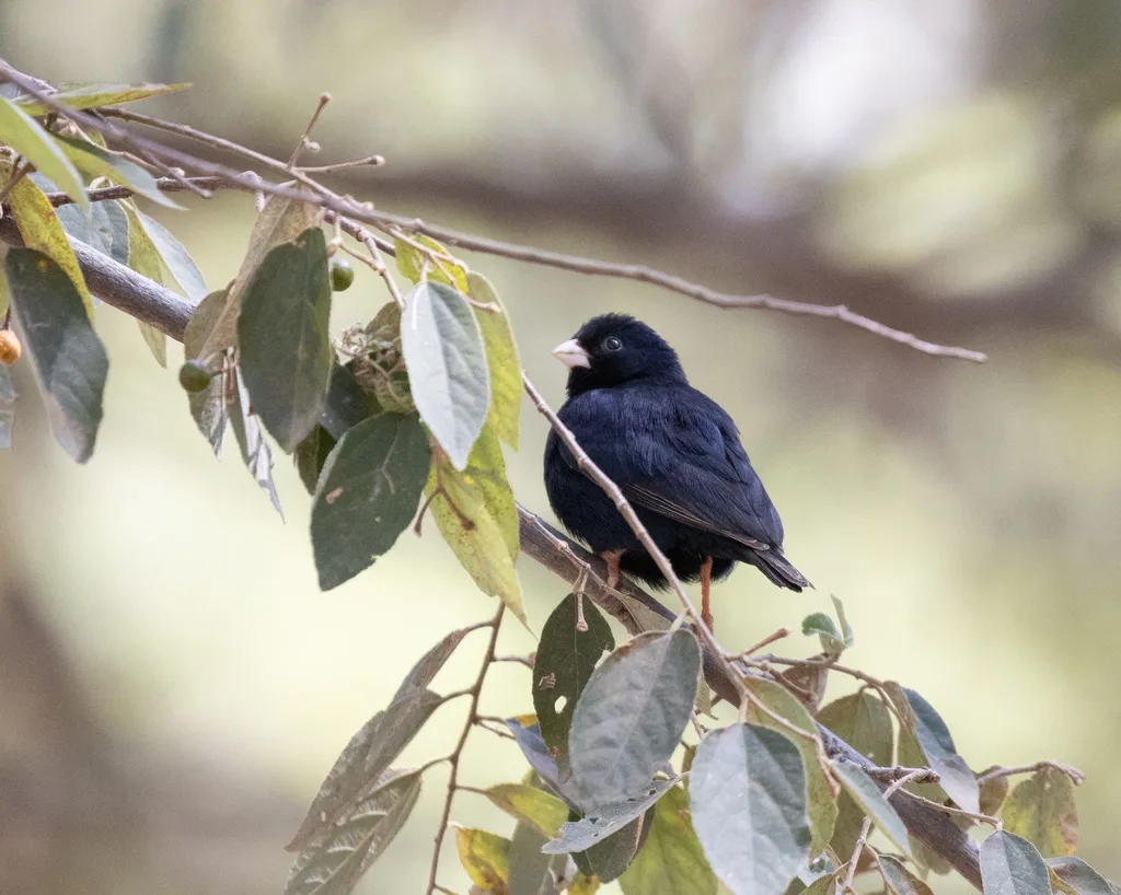 靛蓝维达雀(Vidua chalybeata)
