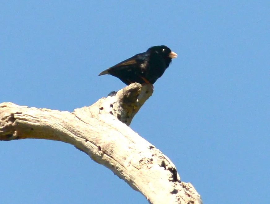 双斑维达雀(Vidua codringtoni)