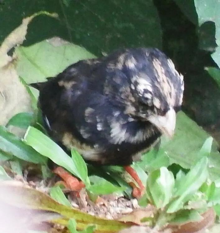 暗紫维达雀(Vidua funerea)