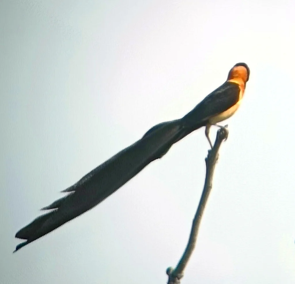 长尾维达雀(Vidua interjecta)