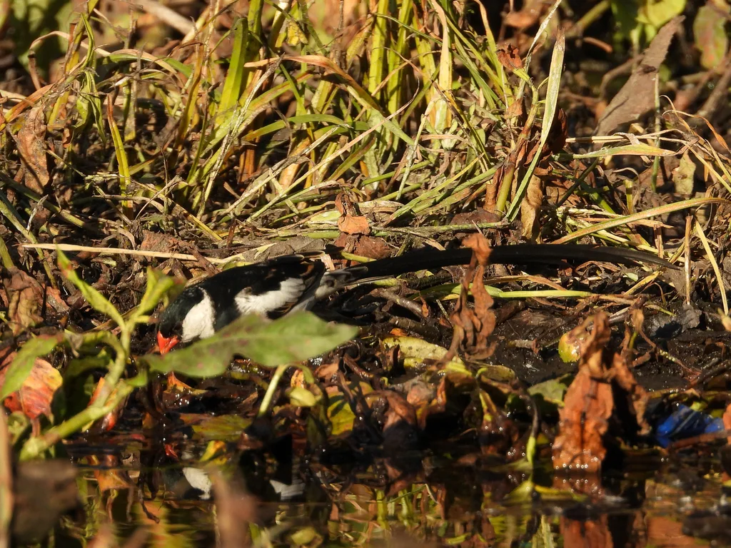 针尾维达雀(Vidua macroura)