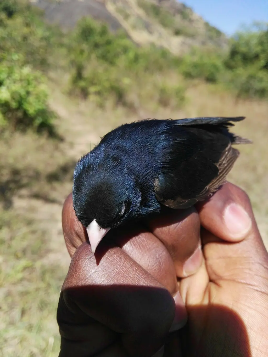 乔斯维达雀(Vidua maryae)
