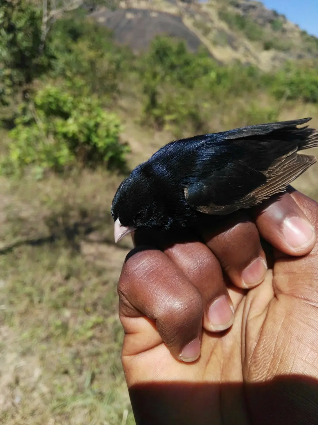 乔斯维达雀(Vidua maryae)