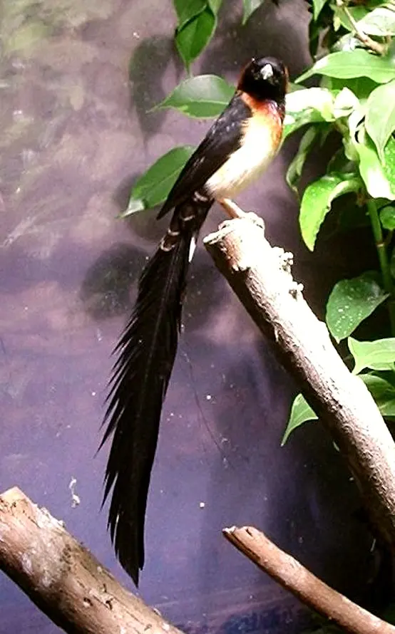 宽尾维达雀(Vidua obtusa)