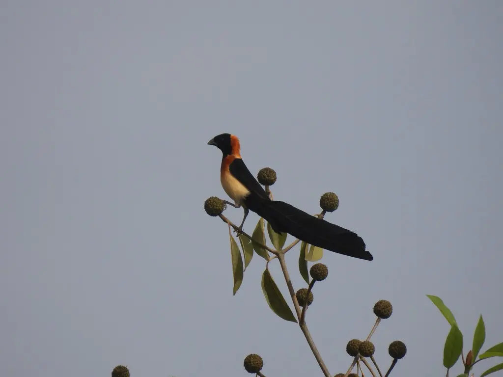 北维达雀(Vidua orientalis)