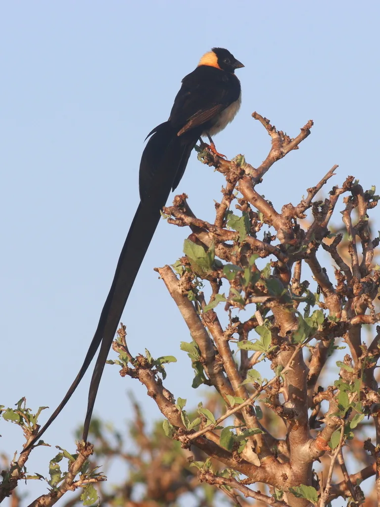 乐园维达雀(Vidua paradisaea)