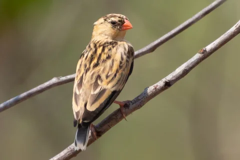 箭尾维达雀
