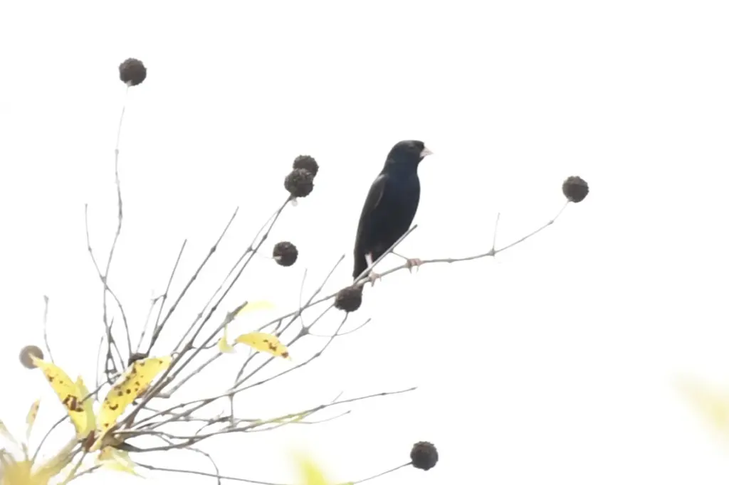 淡翅维达雀(Vidua wilsoni)