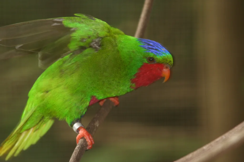 蓝冠鹦鹉(Vini australis)