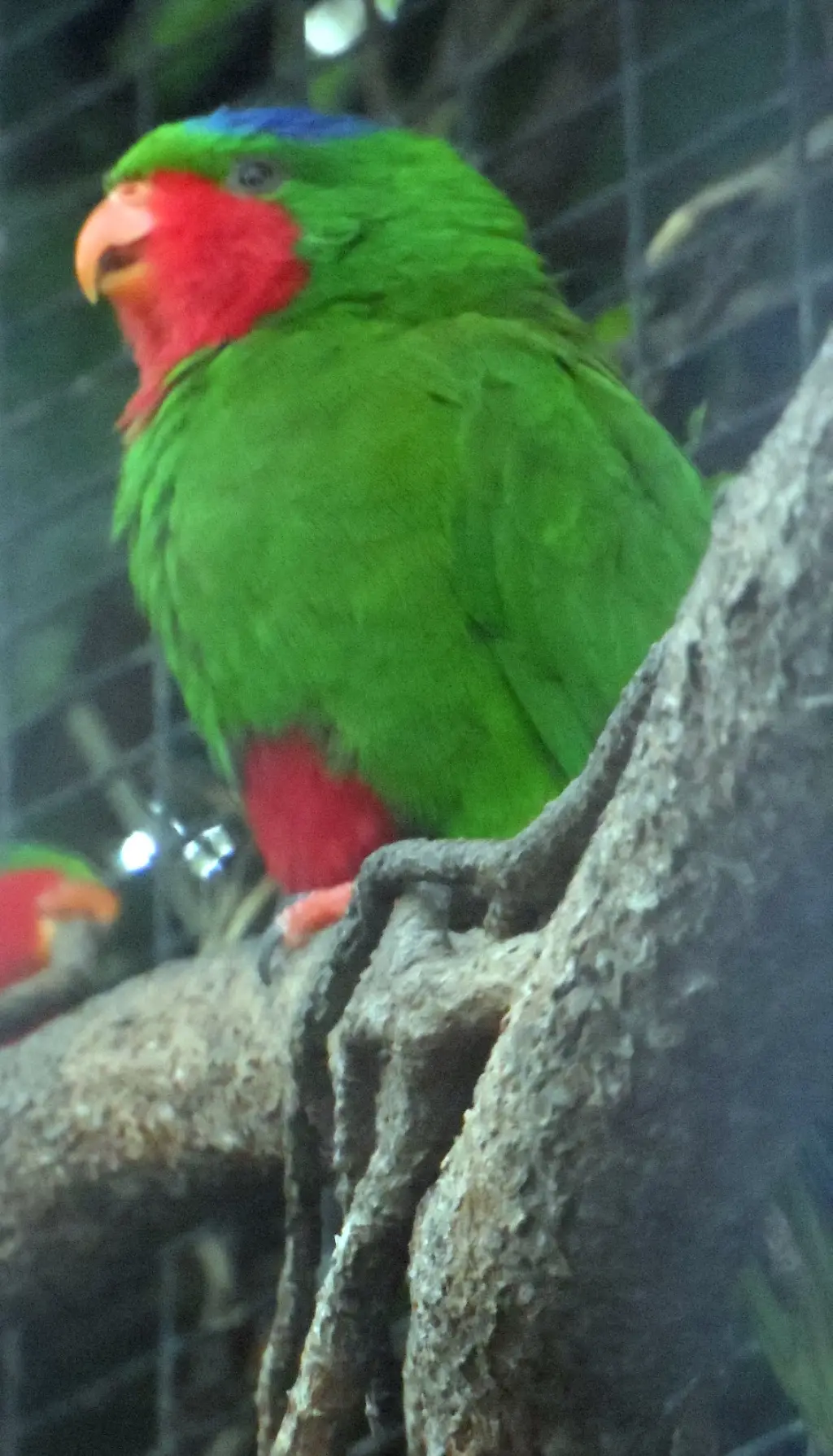蓝冠鹦鹉(Vini australis)