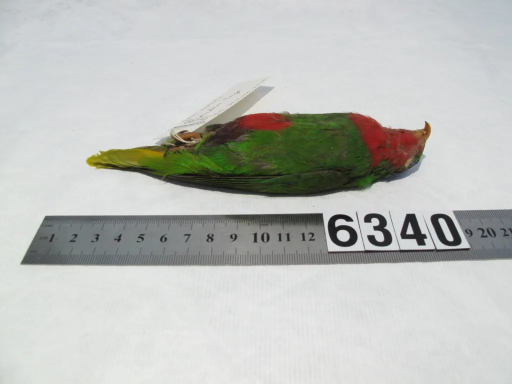 蓝冠鹦鹉(Vini australis)
