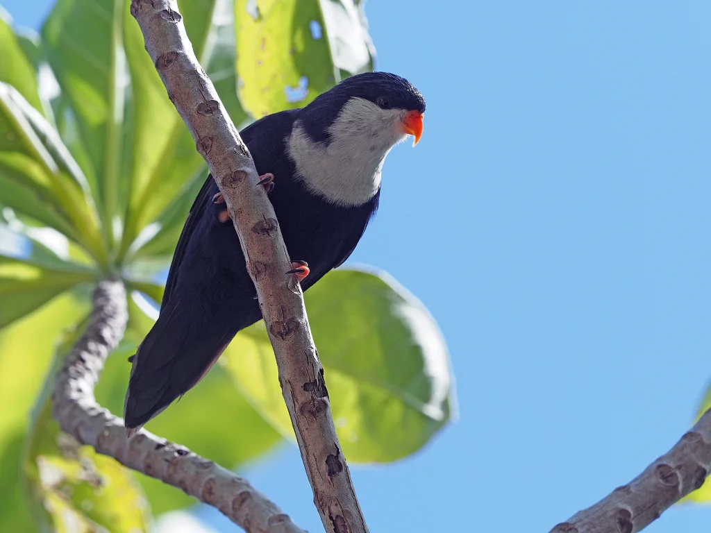 蓝鹦鹉（Vini peruviana）