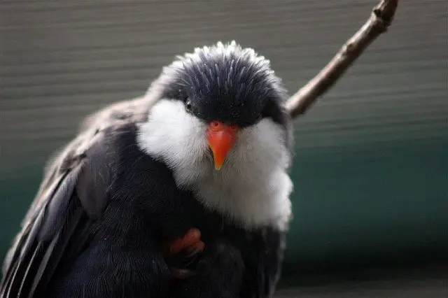 蓝鹦鹉（Vini peruviana）