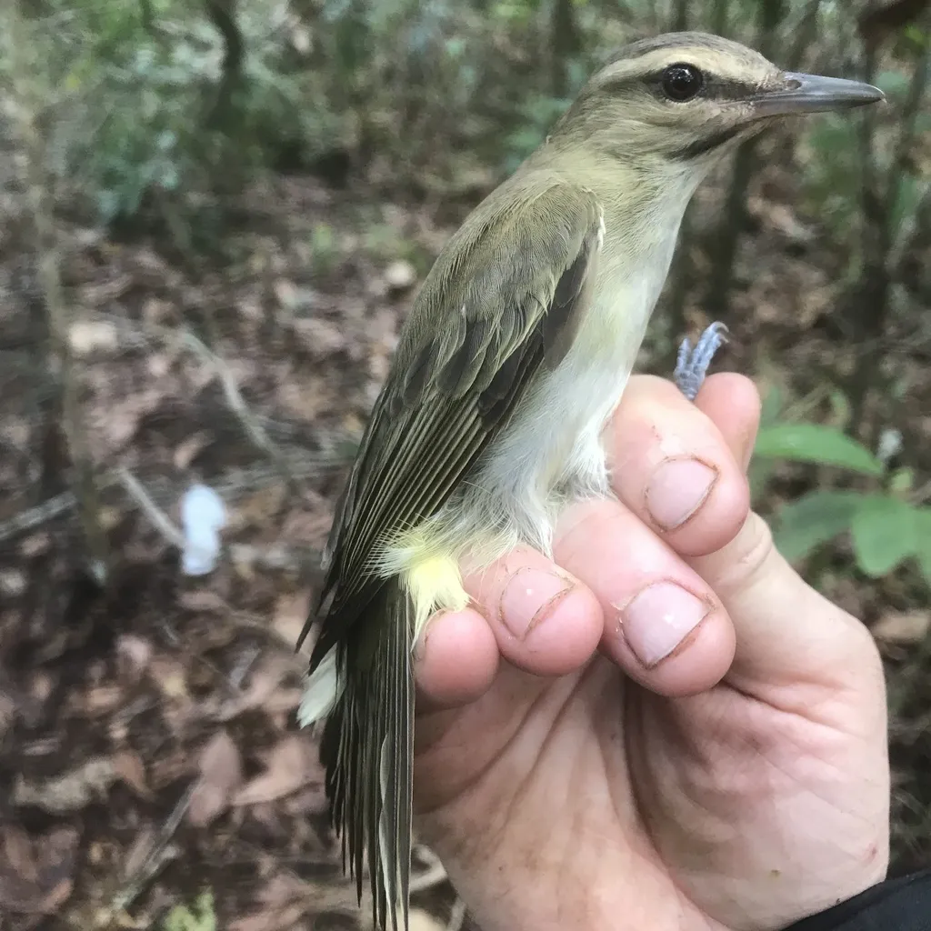 黑髭莺雀(Vireo altiloquus)