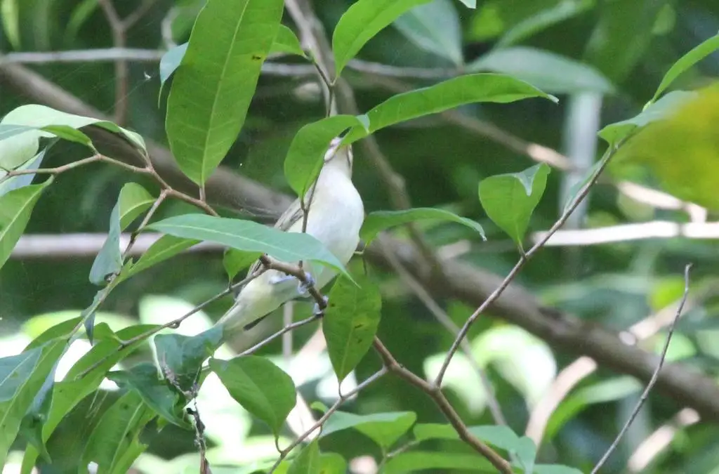 黑髭莺雀(Vireo altiloquus)