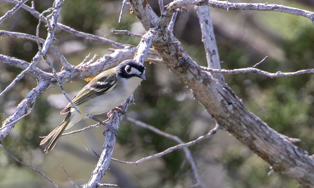 黑顶莺雀(Vireo atricapilla)