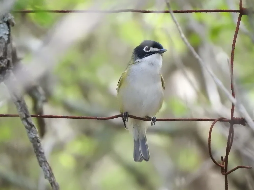 黑顶莺雀(Vireo atricapilla)