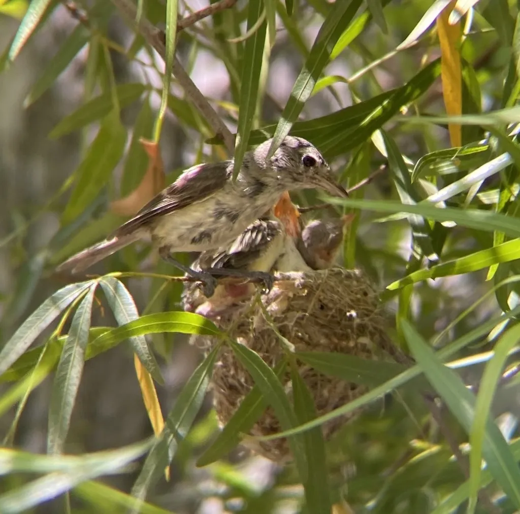 贝氏莺雀(Vireo bellii)