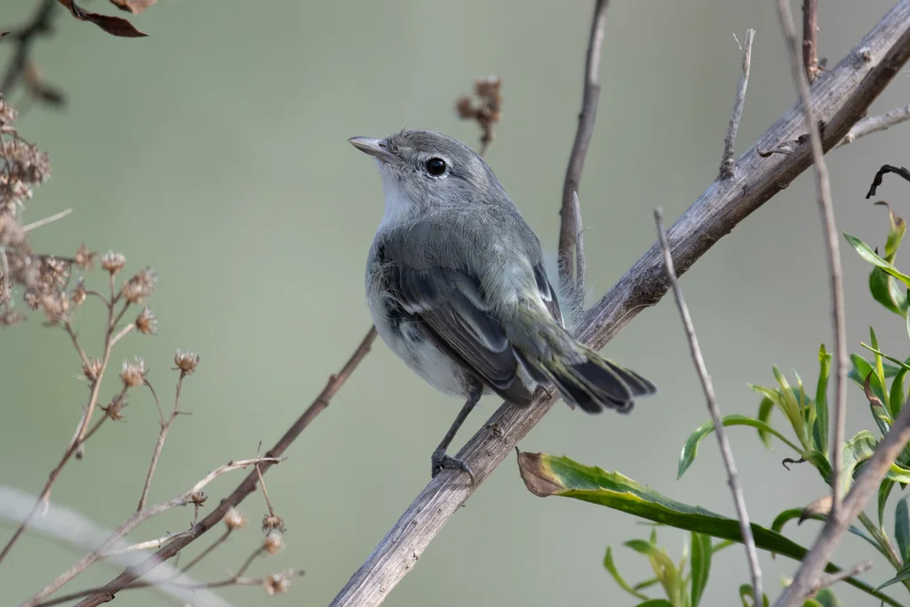 贝氏莺雀(Vireo bellii)