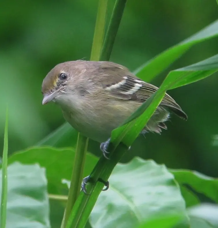 圣岛莺雀(Vireo caribaeus)