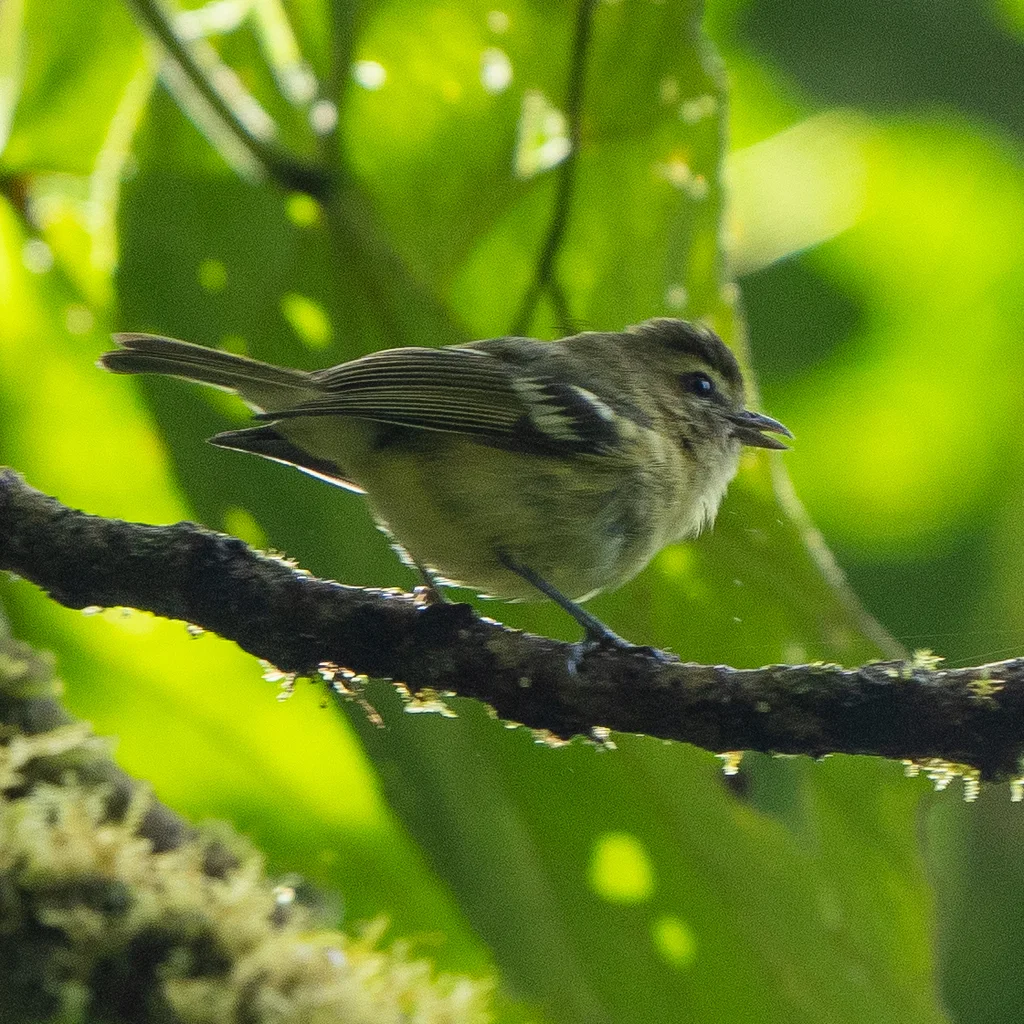 黄翅莺雀(Vireo carmioli)