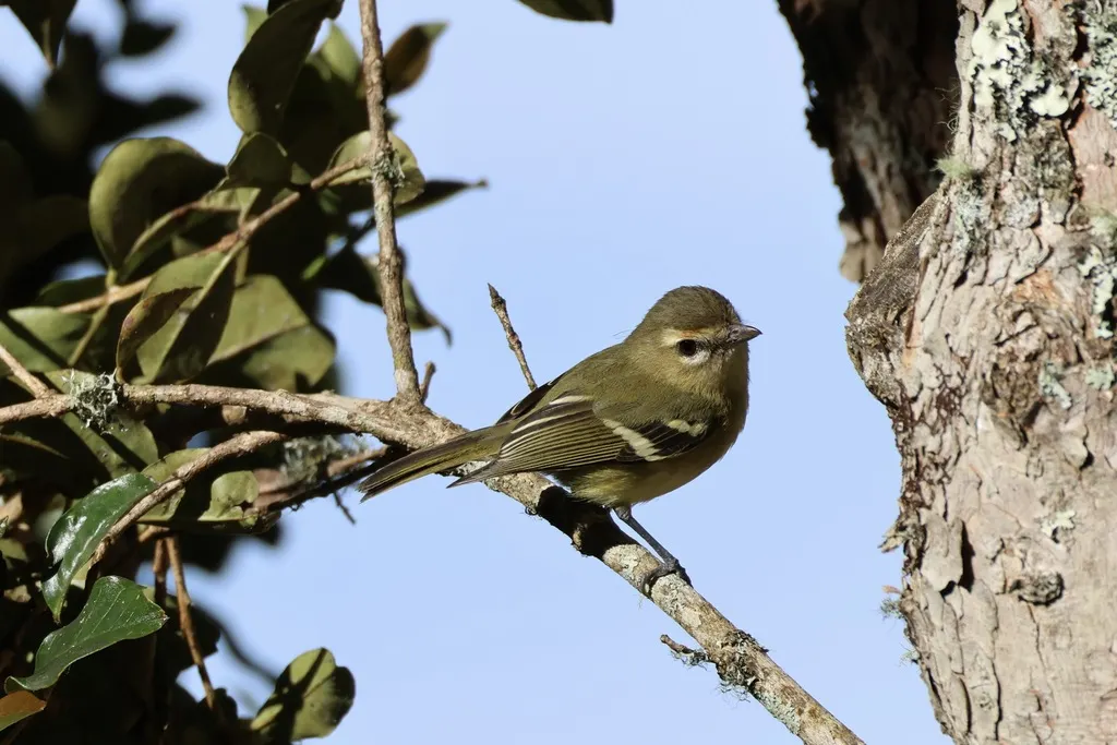 黄翅莺雀(Vireo carmioli)
