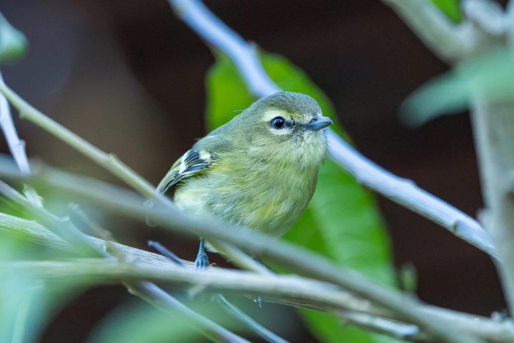 黄翅莺雀(Vireo carmioli)