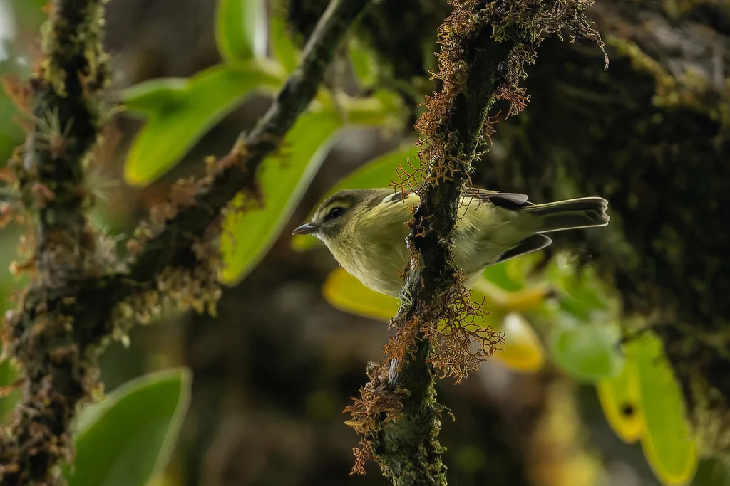 黄翅莺雀(Vireo carmioli)