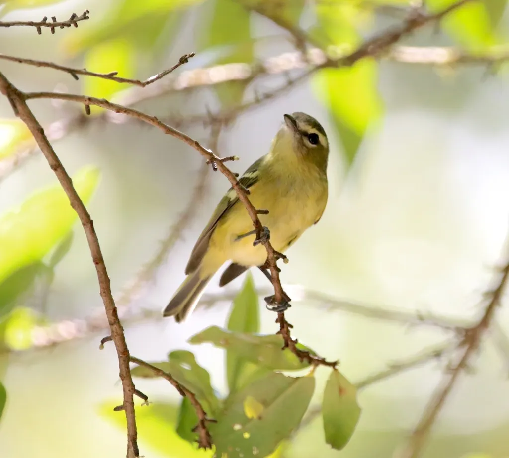 黄翅莺雀(Vireo carmioli)