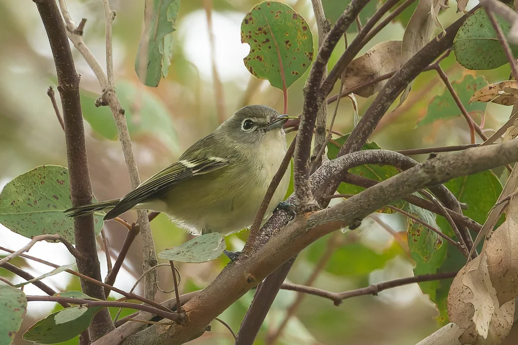 卡氏莺雀(Vireo cassinii)