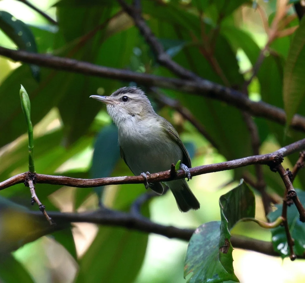南美红眼莺雀(Vireo chivi)