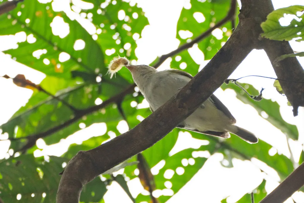 南美红眼莺雀(Vireo chivi)