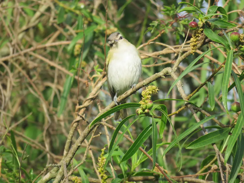 南美红眼莺雀(Vireo chivi)