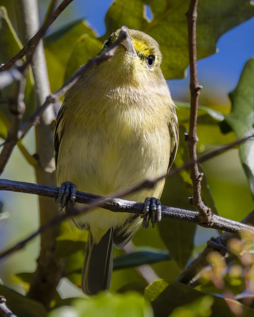 厚嘴莺雀(Vireo crassirostris)