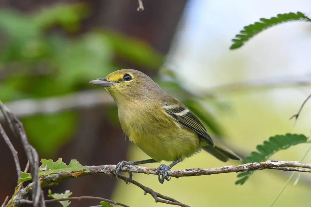 厚嘴莺雀(Vireo crassirostris)