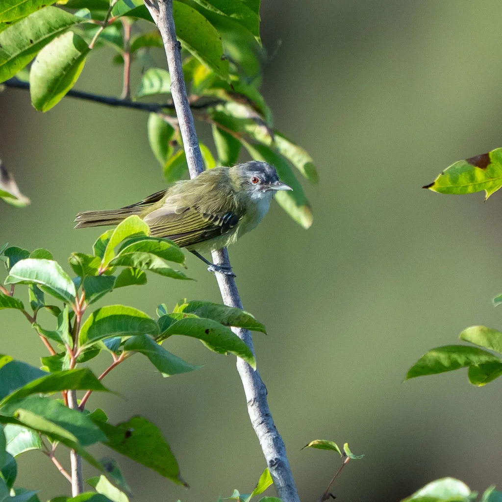 黄绿莺雀(Vireo flavoviridis)