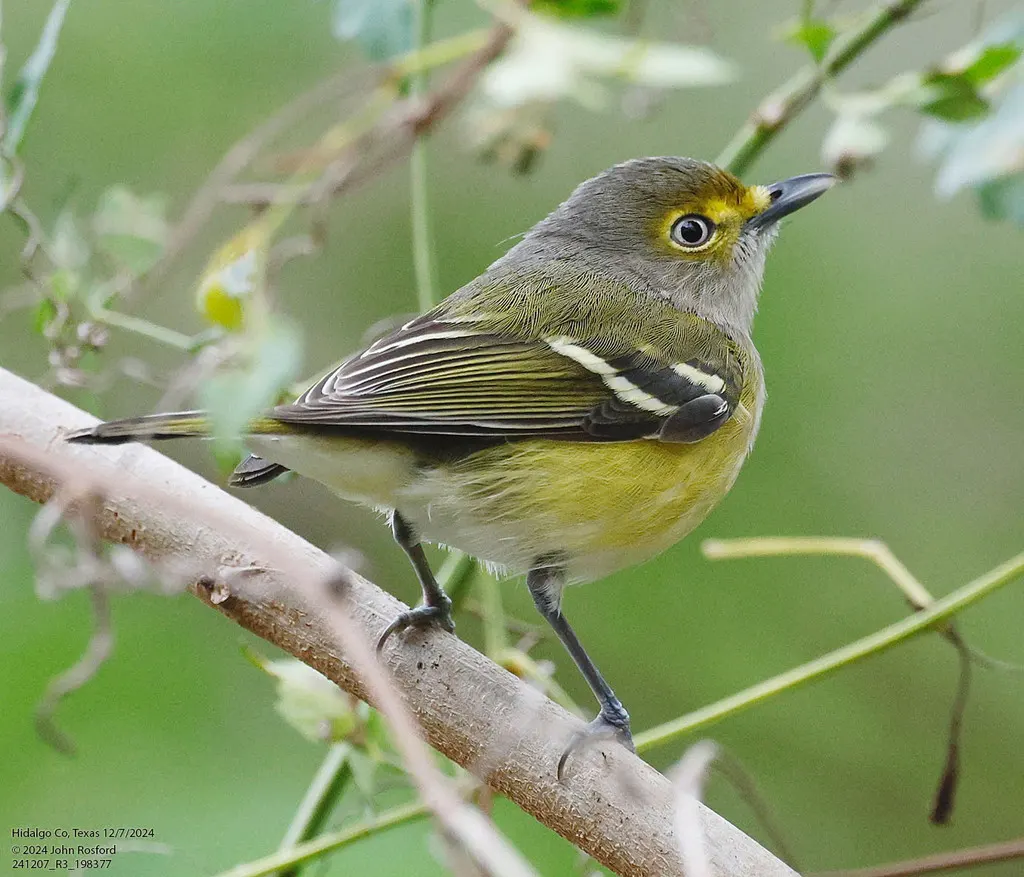 白眼莺雀(Vireo griseus)