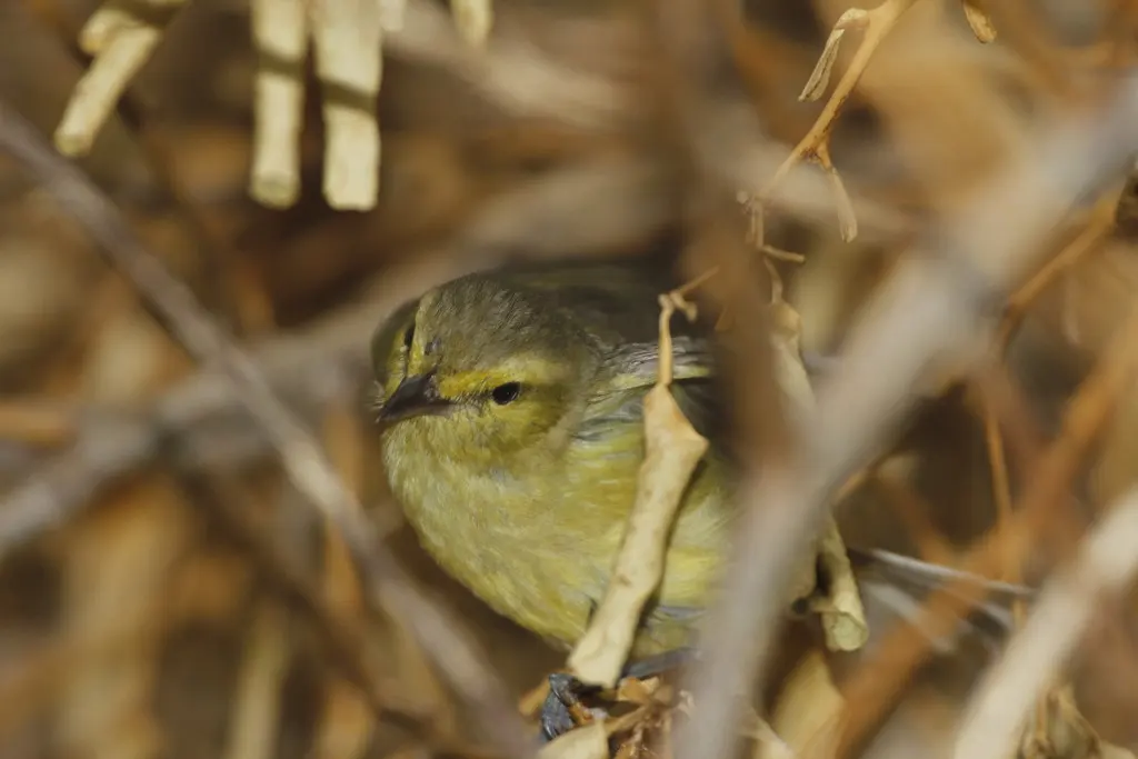金莺雀(Vireo hypochryseus)